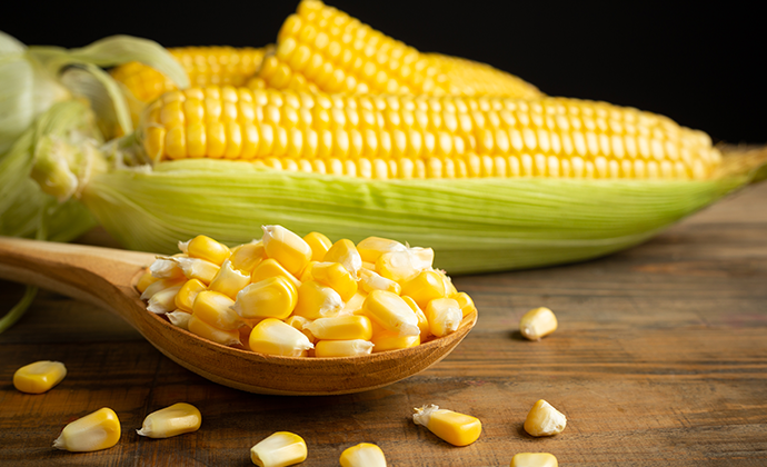 Lifetime Corn, Sweet & Grain Farming